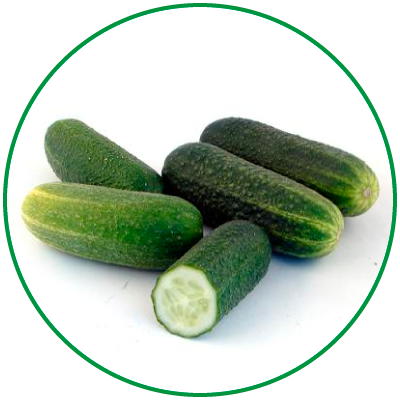 cetrioli-naturalmentesiciliano